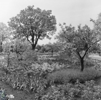 Harrogate, Valley Gardens, 1963